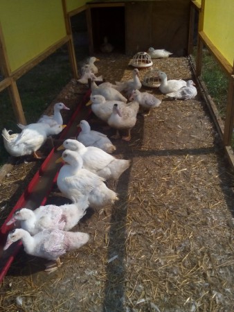 Біла Бройлерна качка та Мулард