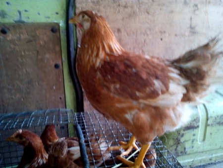 Ломан Браун 120 днів