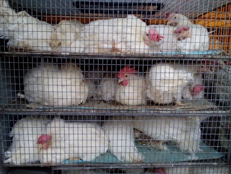 Кури ДЕКАЛБ