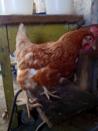 ЛОМАН БРАУН 150 днів