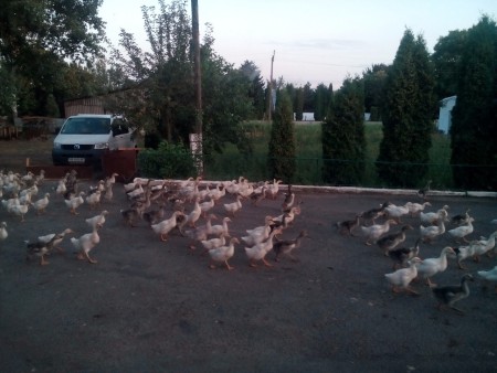 ГУСІ БІЛІ ТА СІРІ