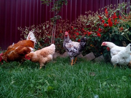 Кури Редбро Мастер та Бройлер